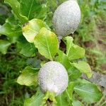 Gardenia ternifolia Fruit