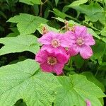 Rubus odoratus Blomst