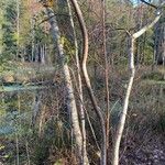 Betula pubescens Buveinė