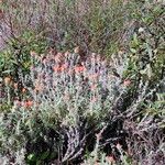 Castilleja arachnoidea Blad