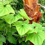 Dioscorea oppositifolia برگ