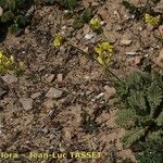 Biscutella sempervirens Облик