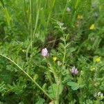 Astragalus pelecinus Flor