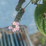 Lantana trifolia Flower