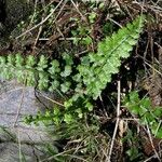 Asplenium foreziense Costuma