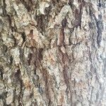 Pinus strobus Bark