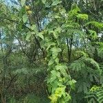 Passiflora foetida 樹皮
