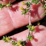 Cherleria sedoides Bark