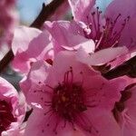 Prunus persica Flor