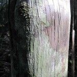 Oenocarpus bataua Bark