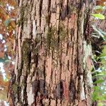 Chrysophyllum cainito Corteza