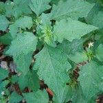 Solanum physalifolium Liść