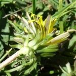 Taraxacum dissectum Flower