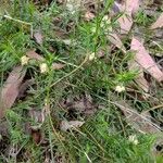 Lomandra obliqua Hábito