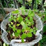 Dissotis rotundifolia Лист