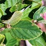 Fothergilla gardenii Lehti