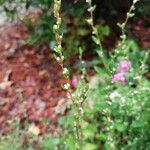 Polygonum aviculareFlower