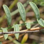 Hedysarum boveanum 葉