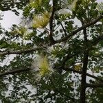Albizia anthelmintica موطن