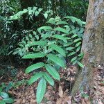 Canarium pilosum Leaf