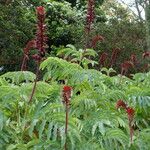 Melianthus major 整株植物