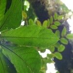 Vernonia fimbrillifera Blatt