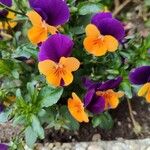 Viola cornuta ᱵᱟᱦᱟ