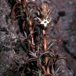 Dracophyllum recurvum