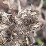 Inula britannica Fruit