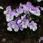 Viola cornuta Цвят