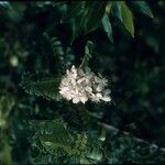 Osteomeles anthyllidifolia Flor