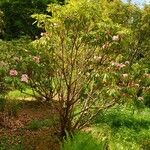 Rhododendron sikangense Hábito