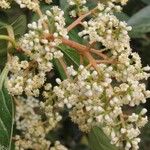 Viburnum odoratissimum Bloem