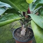 Philodendron melinonii Pokrój