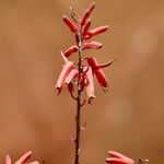 Aloe secundiflora Çiçek