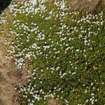 Arenaria biflora Õis