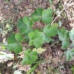 Aquilegia bertolonii Leaf