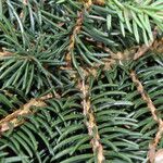 Picea morrisonicola বাকল