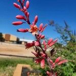 Hesperaloe parviflora Blomst