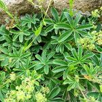 Alchemilla alpina Leaf