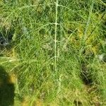 Foeniculum vulgare葉