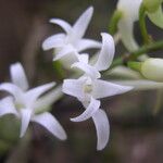 Cyrtorchis ringens Flower