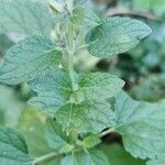 Scutellaria columnae Blad