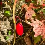 Podophyllum hexandrum Vili