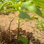 Carica papaya Leaf