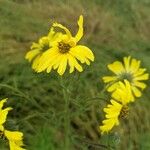 Madia elegans Flower