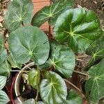 Begonia hydrocotylifolia Ліст