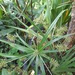 Cyperus meyenianus Φύλλο