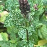 Mentha spicata Frugt