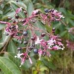 Fuchsia paniculata Ffrwyth